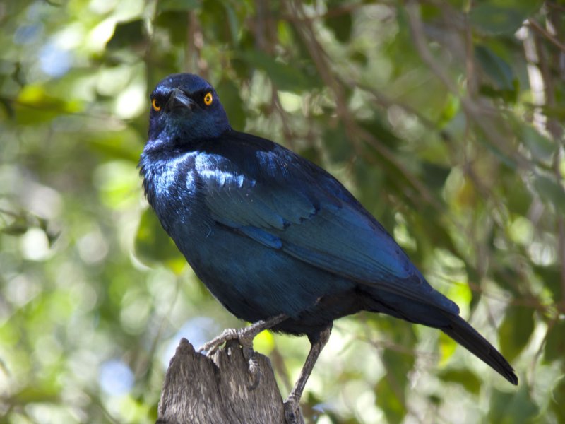 Cape Glossy Starling