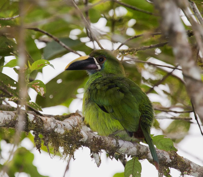 White-throated Toucanet