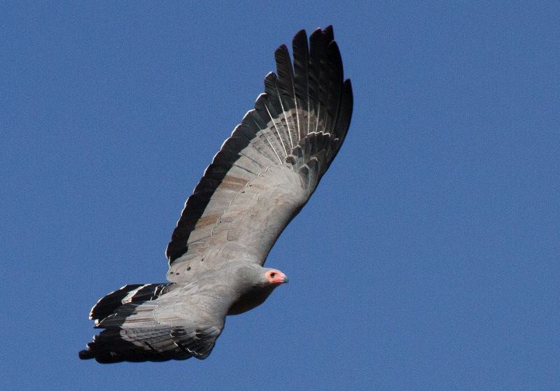 African Harrier-Hawk