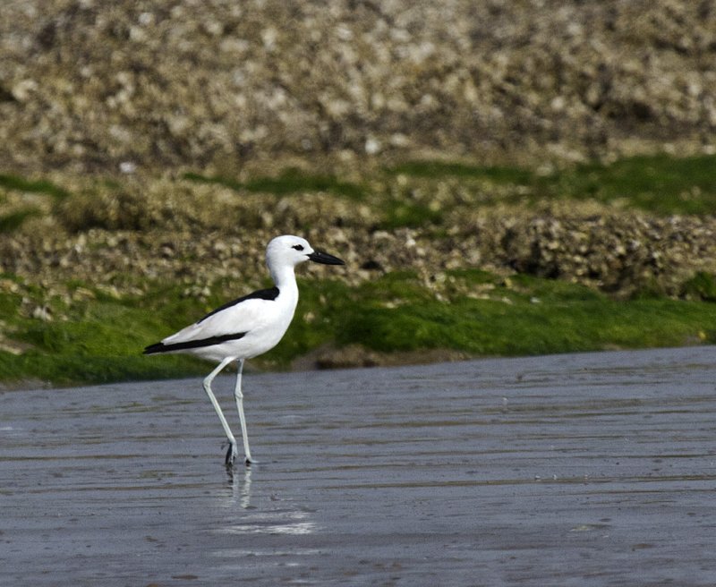 Crab Plover