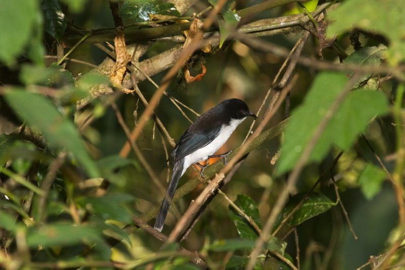 Dark-backed Sibia