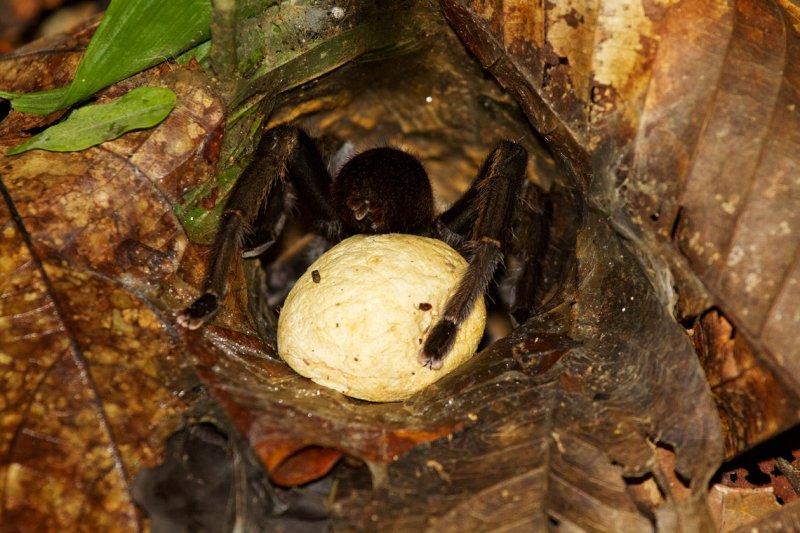 Tarantula with egg sac