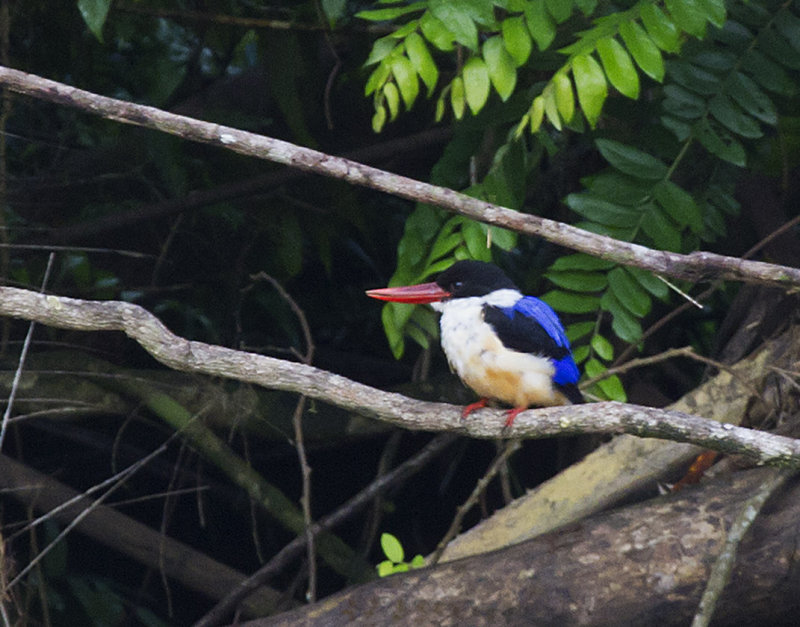 Black-capped Kingfisher