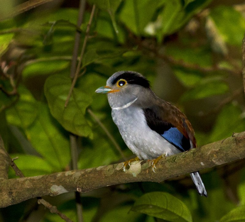 Silver-breasted Broadbill, female