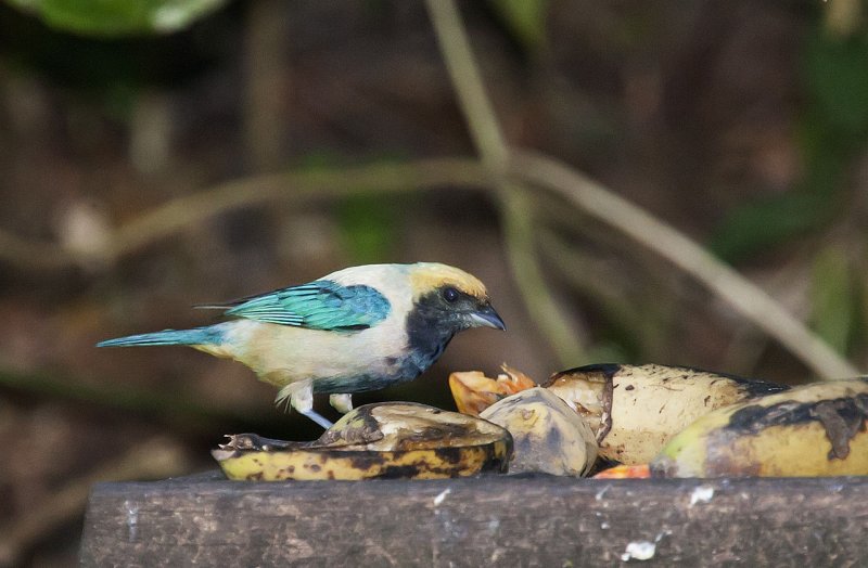 Burnished-buff Tanager