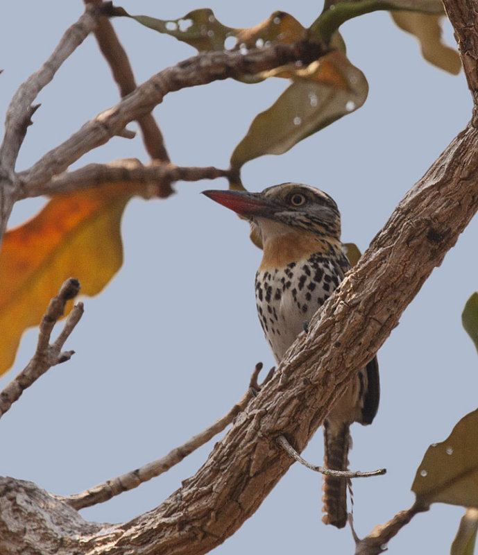 Spot-backed Puffbird