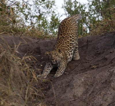 Cub Stretching