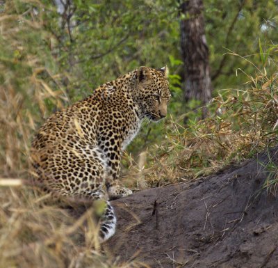 Oppie's cub at Ngala
