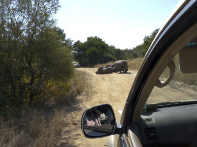 Rhino road block in Kruger