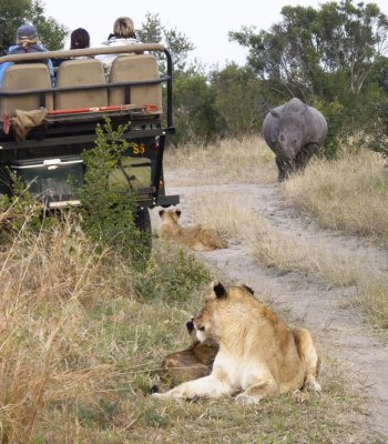 Rhino vs lion standoff