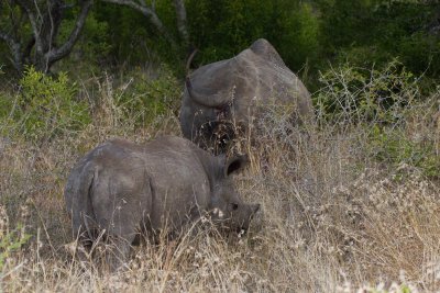 Black Rhino young with adult behind