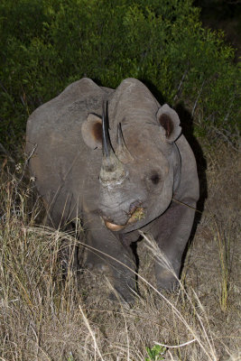  Black Rhino adult