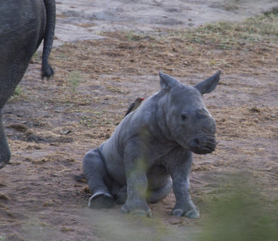 White Rhino baby