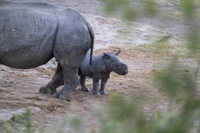 White Rhino adult and baby
