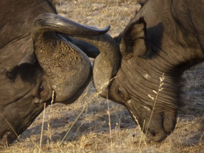 Buffalo fighting