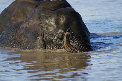 At the waterhole