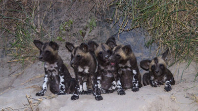 Pups emerging from den