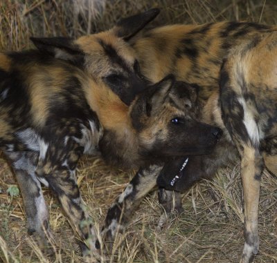 Wild Dog_Pack greeting_Ngala South Africa DES5374 copy.jpg