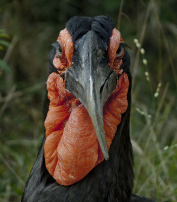 Southern ground hornbill