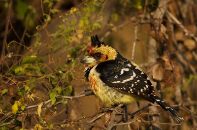 Crested Barbet