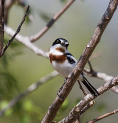 Chinspot Batis