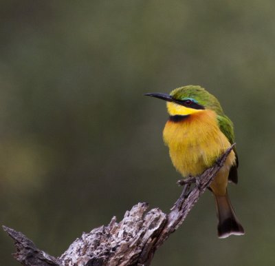 Little Bee-eater _Dulini South Africa DES3680 copy.jpg