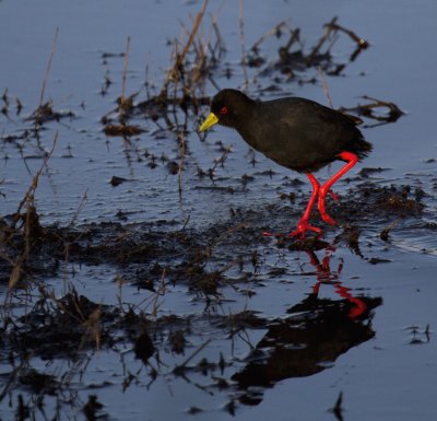 Black Crake