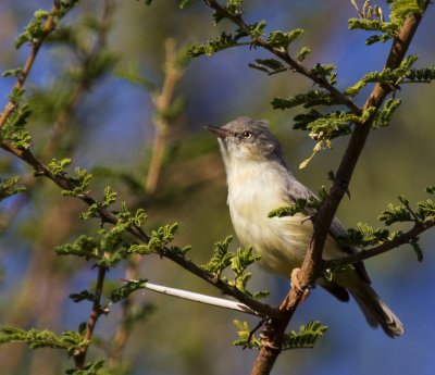 Burnt-necked Eremomela