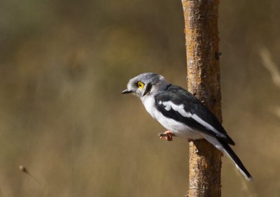 White-crested Helmet-Shrike