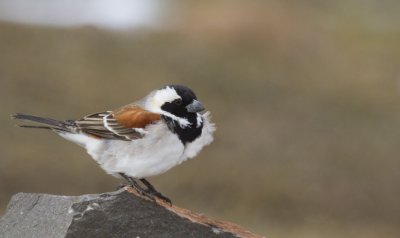 Cape Sparrow