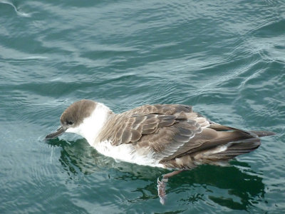 Great Shearwater