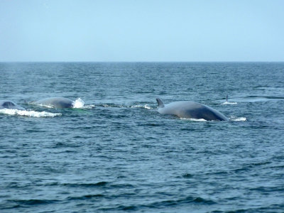 Fin Whales