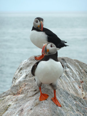 Atlantic Puffins