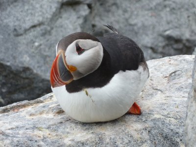 Atlantic Puffin