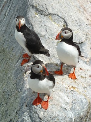 Atlantic Puffins