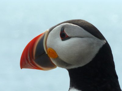 Grand Manan & Machias Seal Island 2011