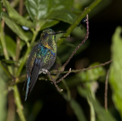 Steely-vented Hummingbird