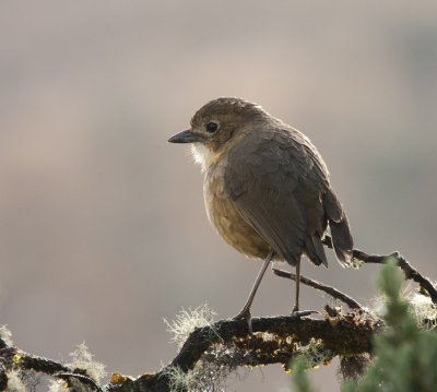 Tawny Antpitta