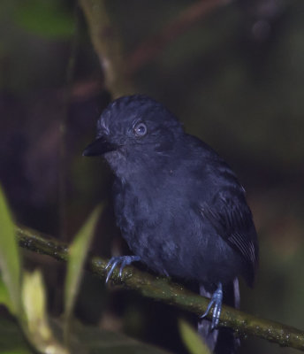 Uniform Antshrike