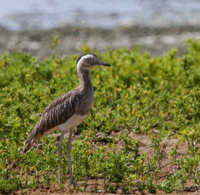 Double-striped Thickknee.jpg