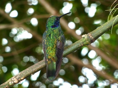 Green Violetear