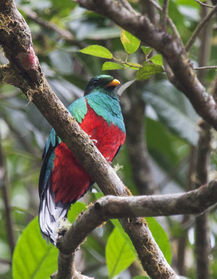 White-tipped Quetzal