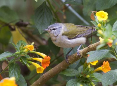 Tennessee Warbler