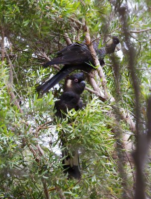 White-tailed (Baudin's or Long-billed) Black-Cockatoo