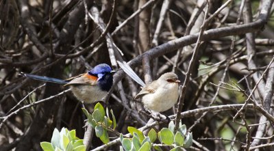 Red-winged Fairywren (male and female)