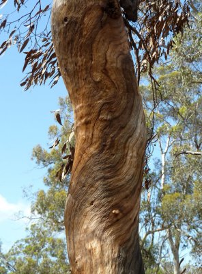 06 Eucalyptus bark