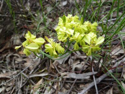 07 Common Popflower (Glischrocaryon aureum)