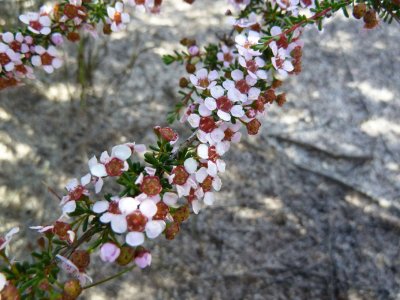 09 Myrtaceae spp (Wax Flower)