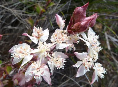 20 Southern Cross (Xanthosia rotundifolia)