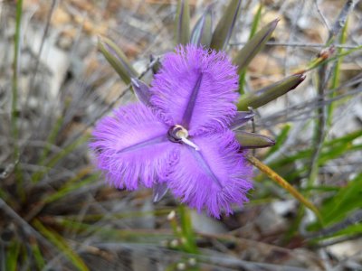 24 Common Fringe Lily (Thysanotus tuberosus)